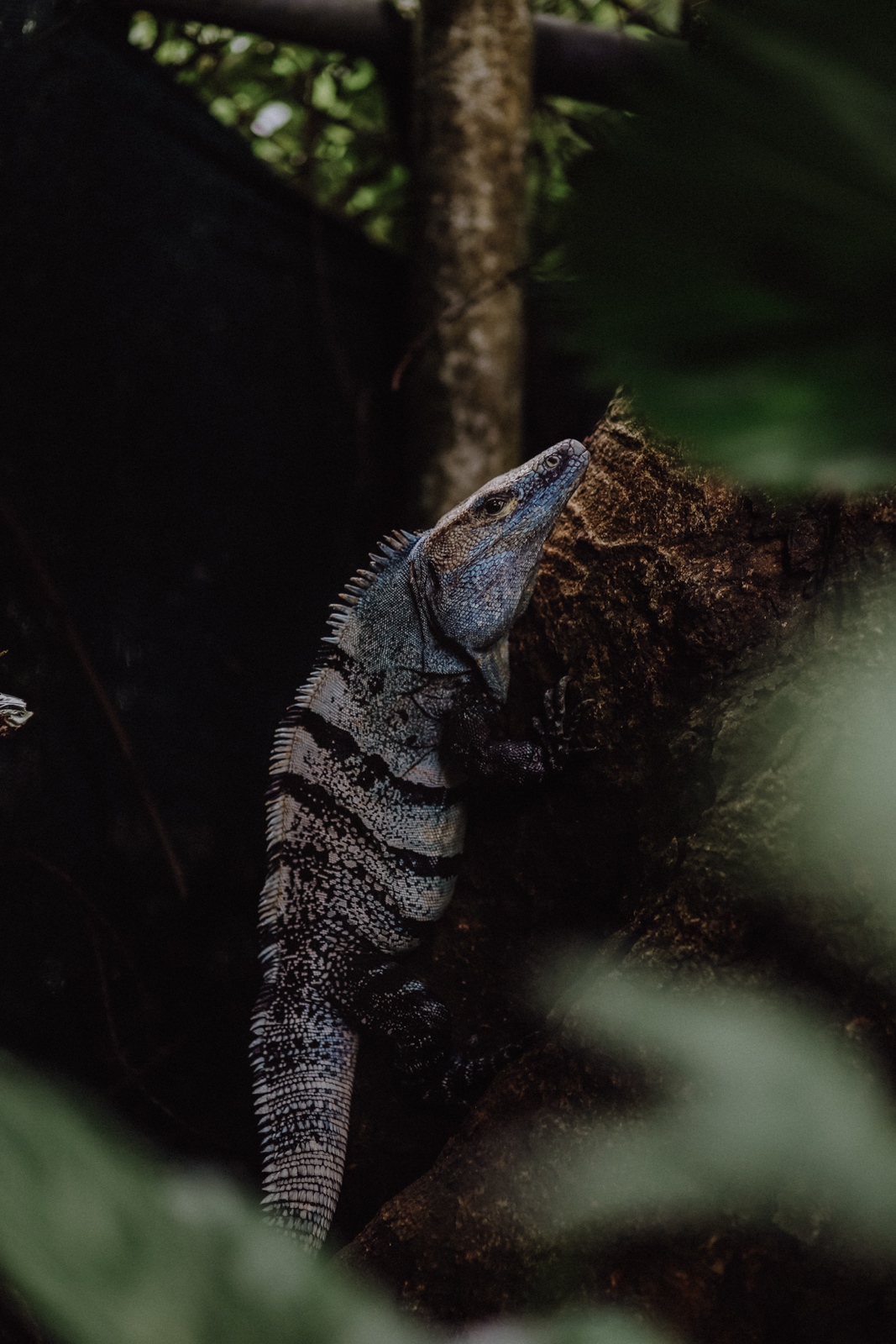 Nationalpark Manuel Antonio