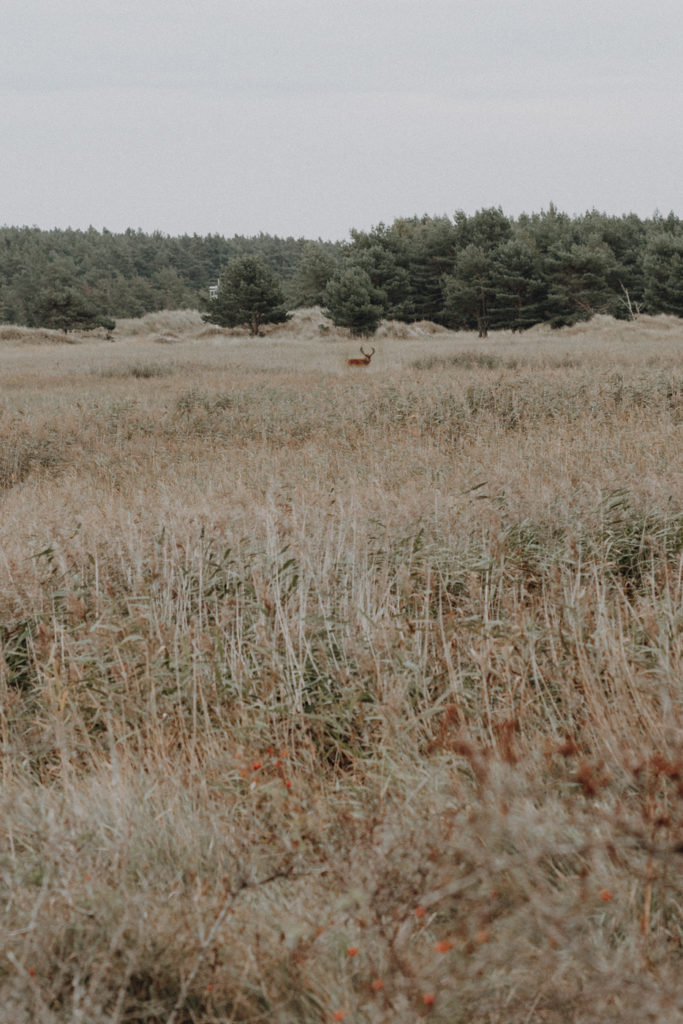 Wandern Darß Zingst Leuchtturmweg Hirschbrunft