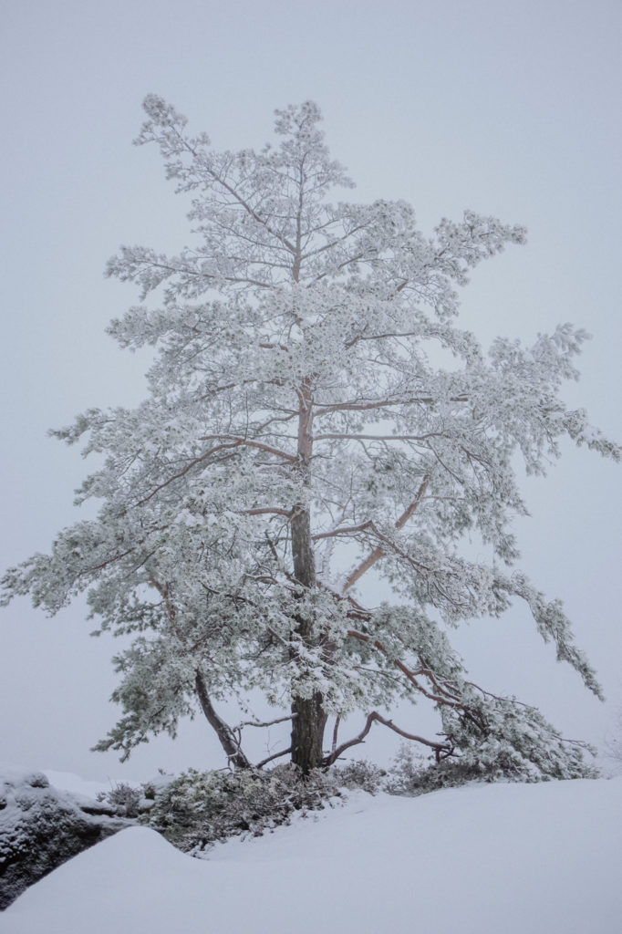 Sächsische Schweiz Winter Wandern Gohrisch