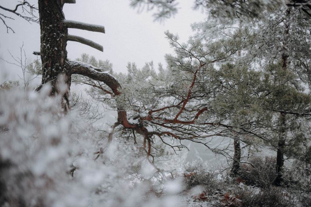 Sächsische Schweiz Winter Wandern Gohrisch