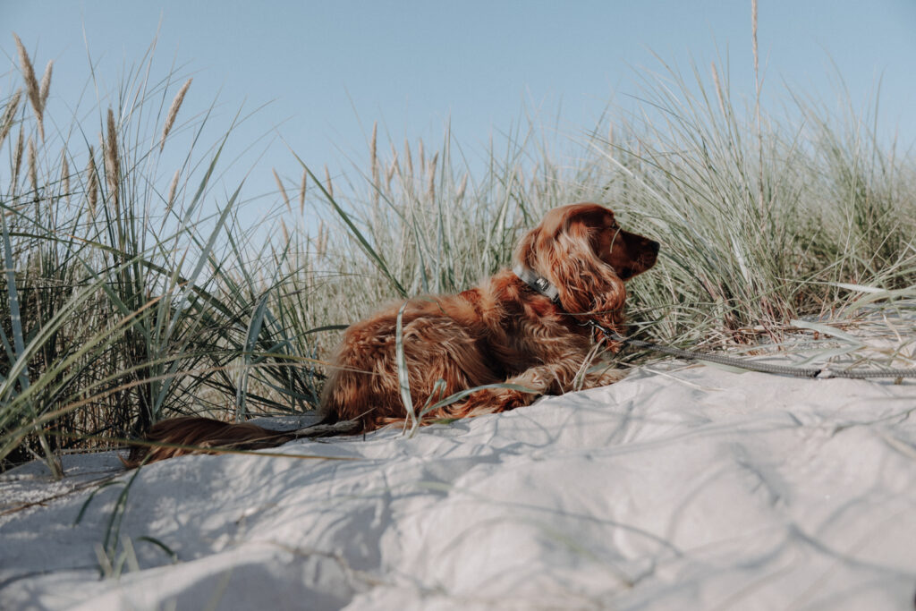 Südschweden Sehenswürdigkeiten Sandhammaren