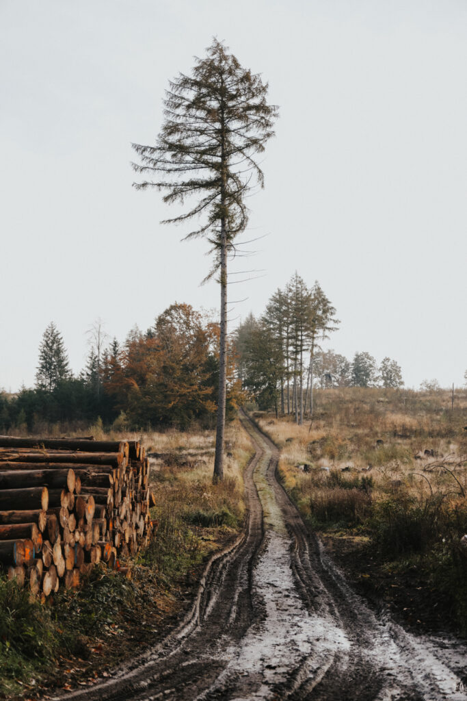 Teutoburger Wald Borkenkäfer