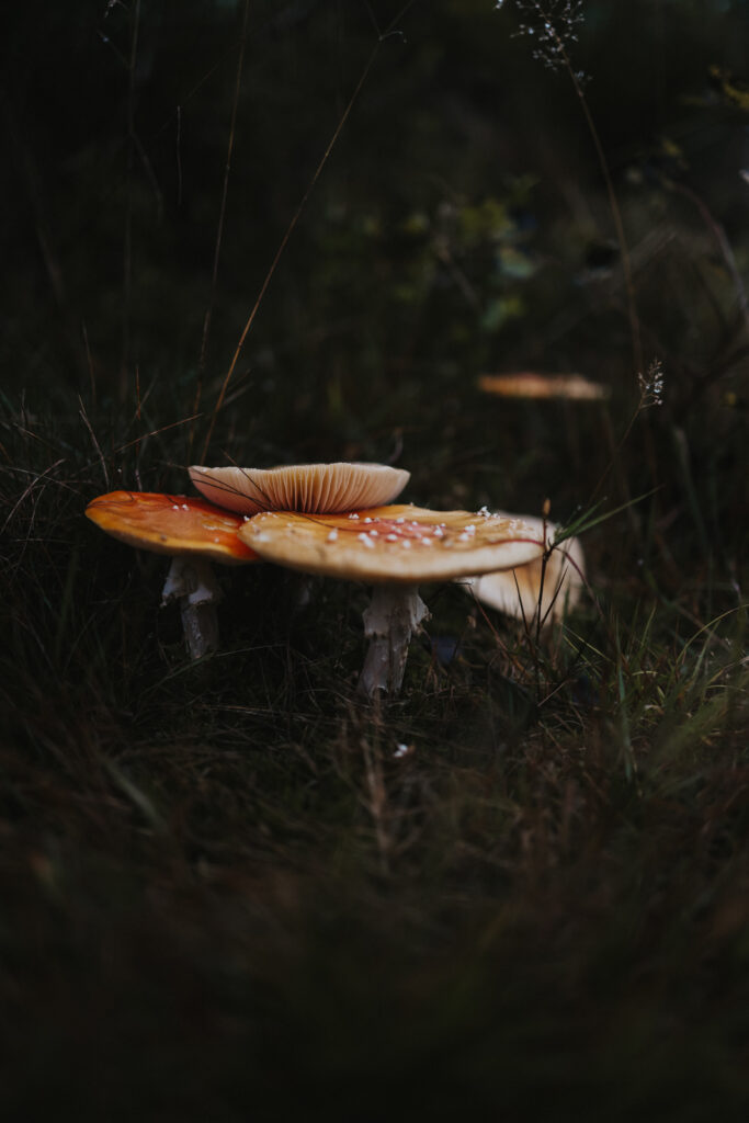 Teutoburger Wald Wandern Hermannshöhen Eggeweg