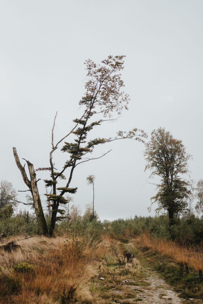 Teutoburger Wald Wandern Hermannshöhen Eggeweg
