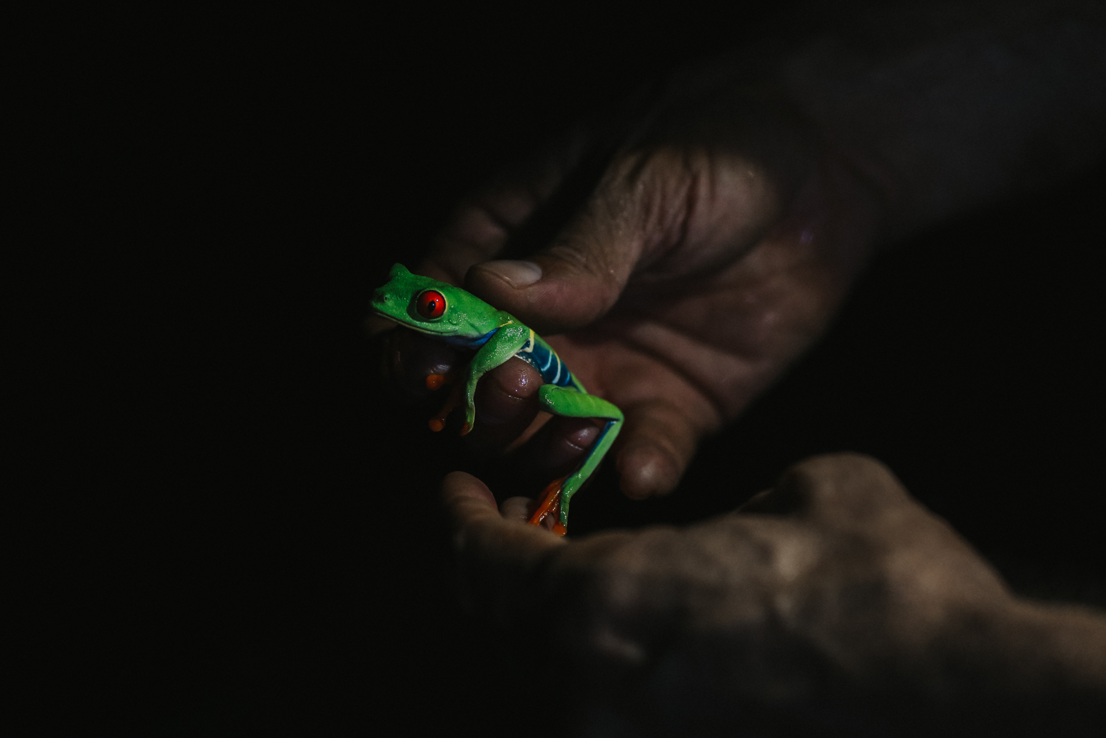 Nationalpark Tortuguero Night Walk