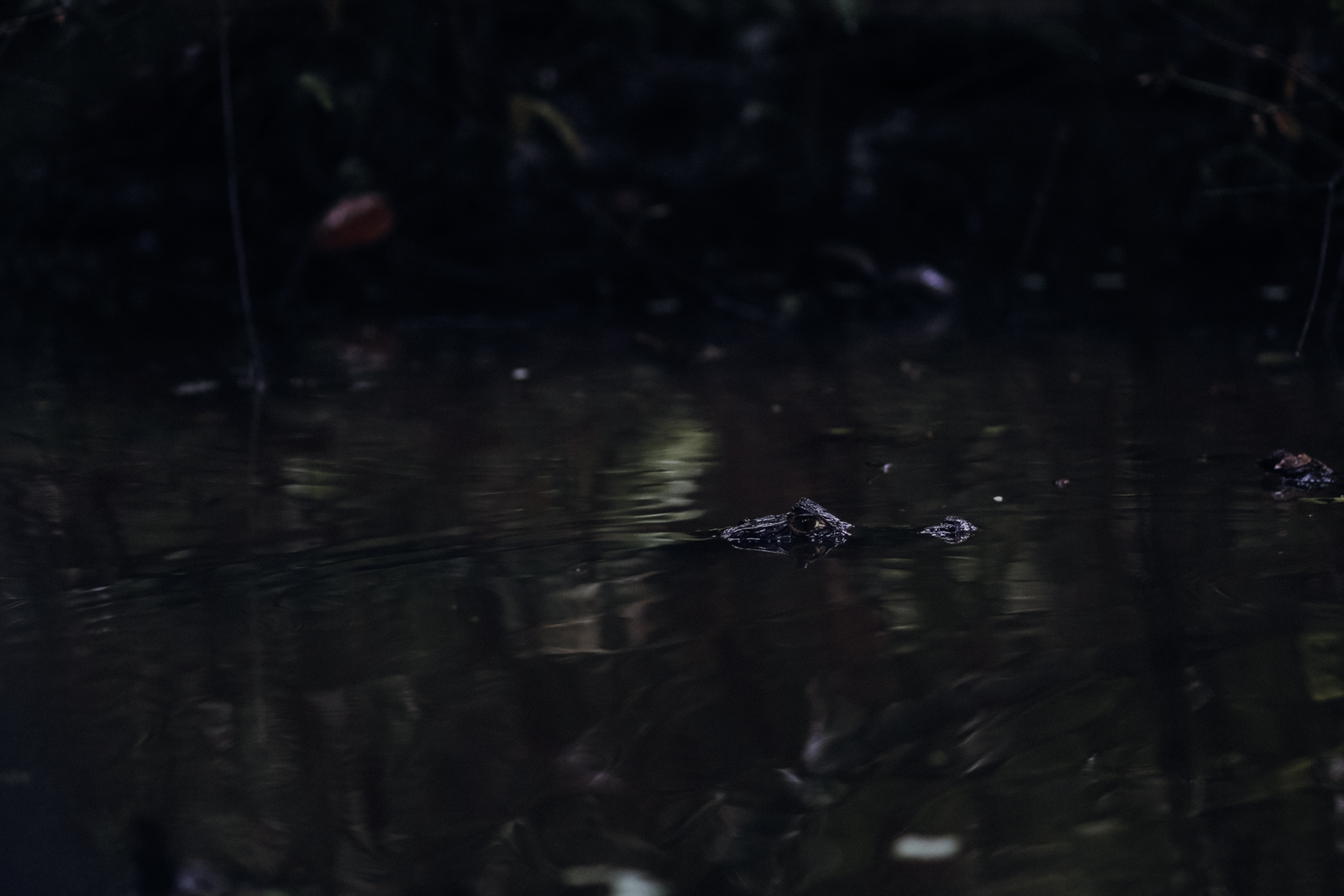 Nationalpark Tortuguero Bootstour Kajaktour