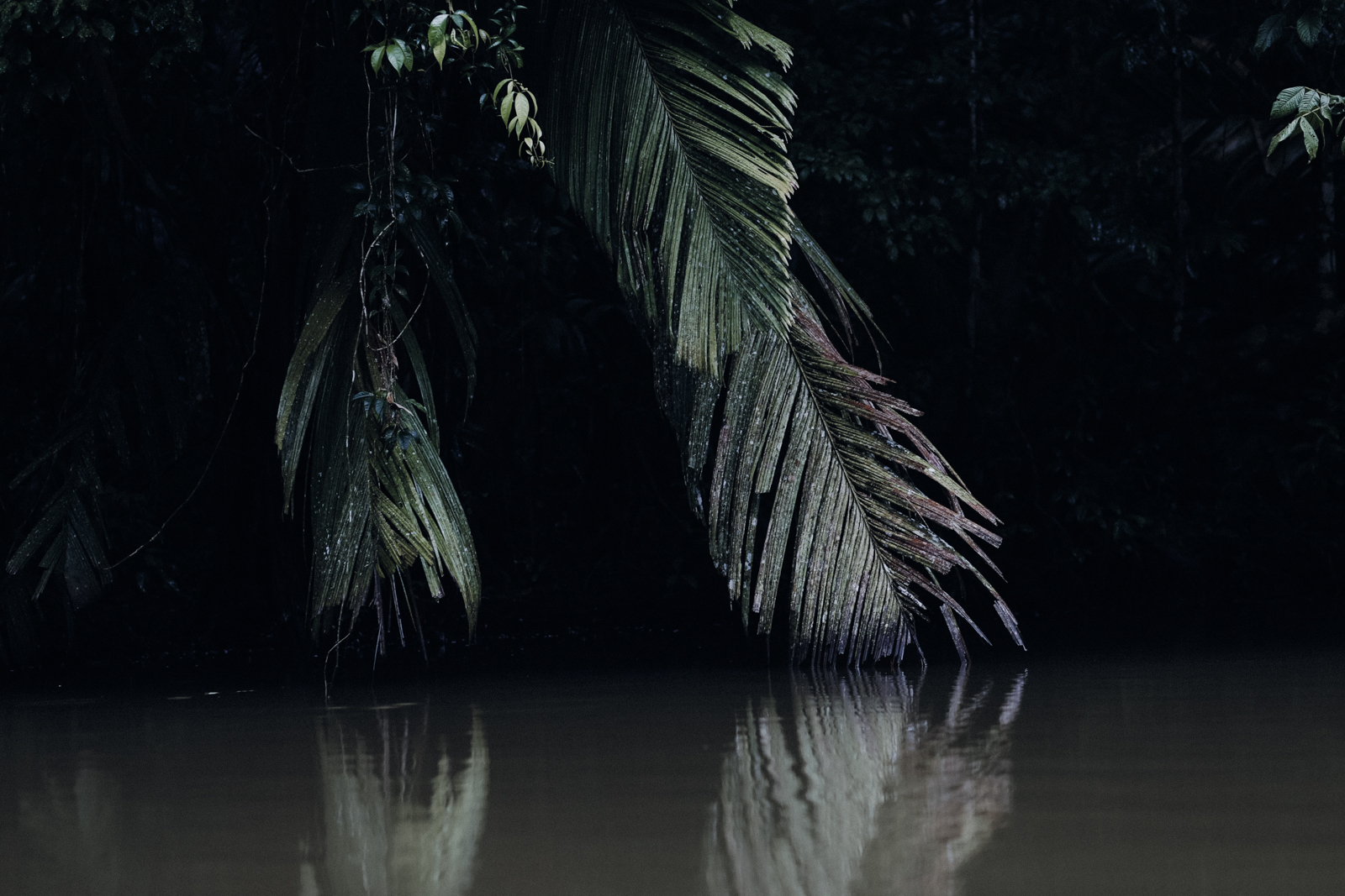 Nationalpark Tortuguero Bootstour Kajaktour