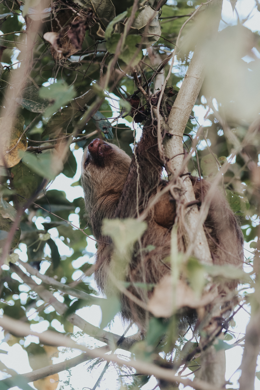Nationalpark Tortuguero Faultier