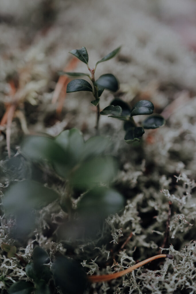 Höga Kustenleden Etappen