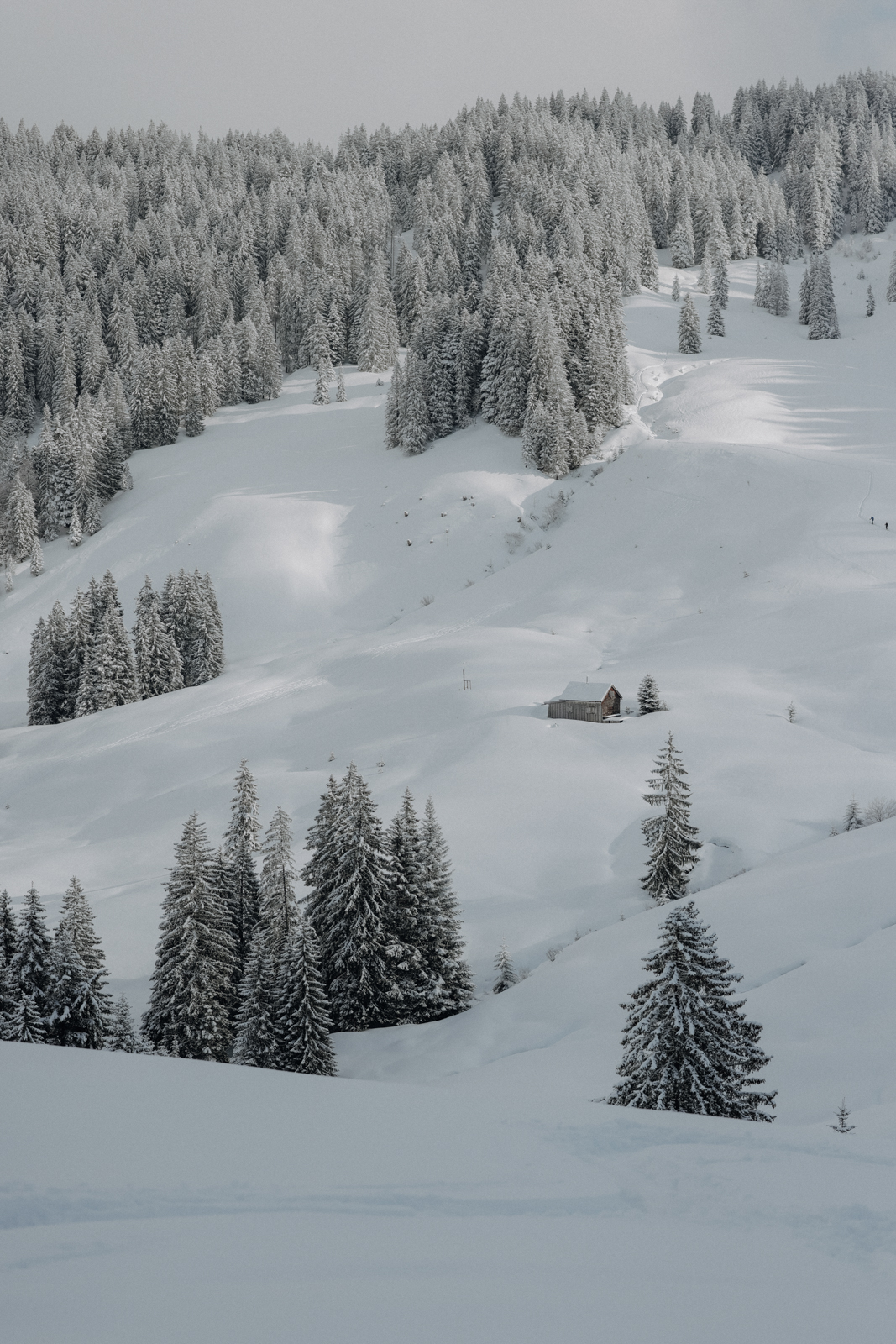 Bregenzerwald Winter Scheeschuhwandern