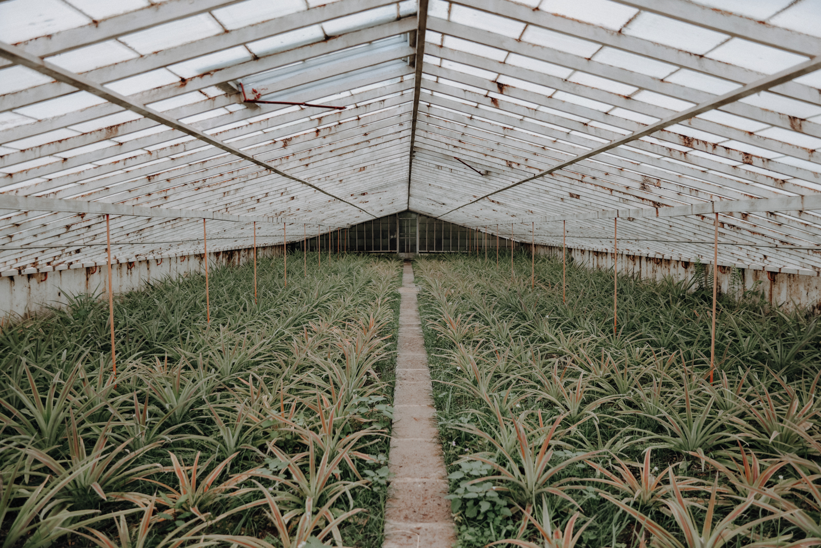 Sao Miguel Azoren Ananasplantage A Arruda