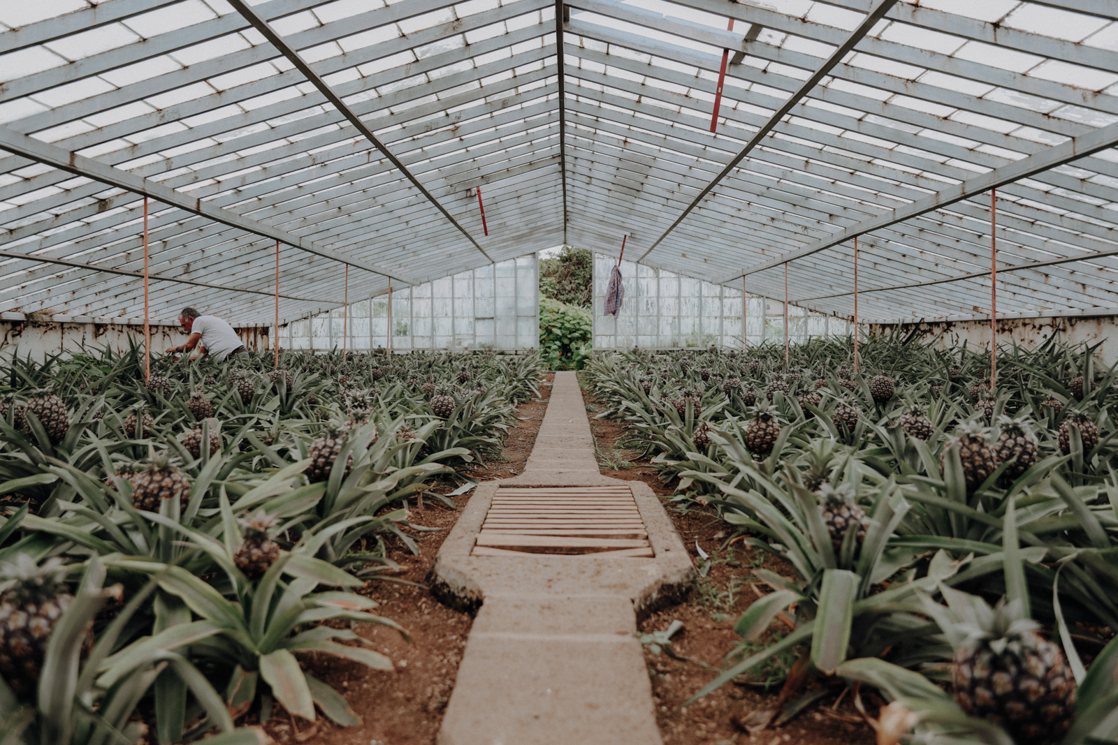 Sao Miguel Azoren Ananasplantage A Arruda