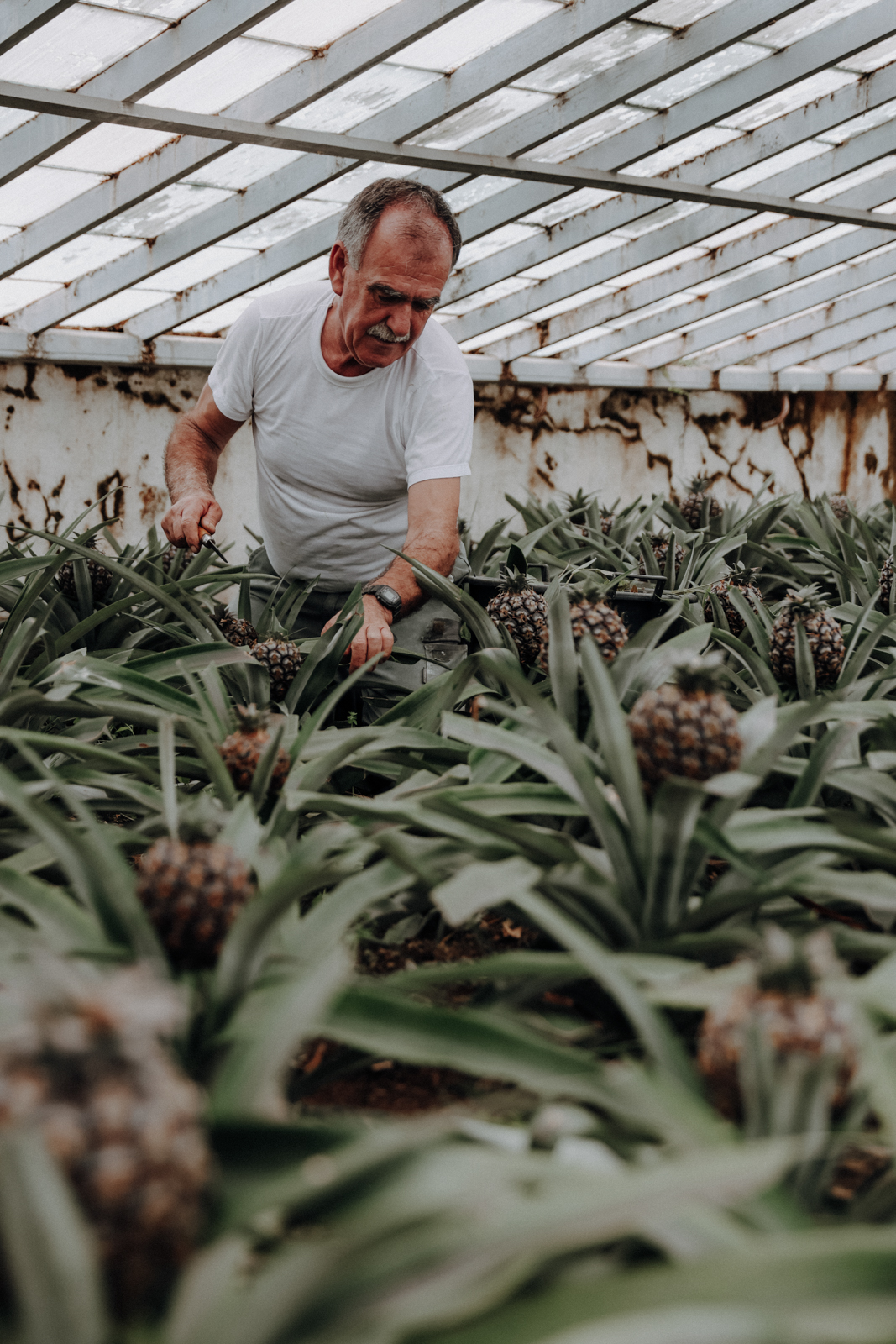Sao Miguel Azoren Ananasplantage A Arruda
