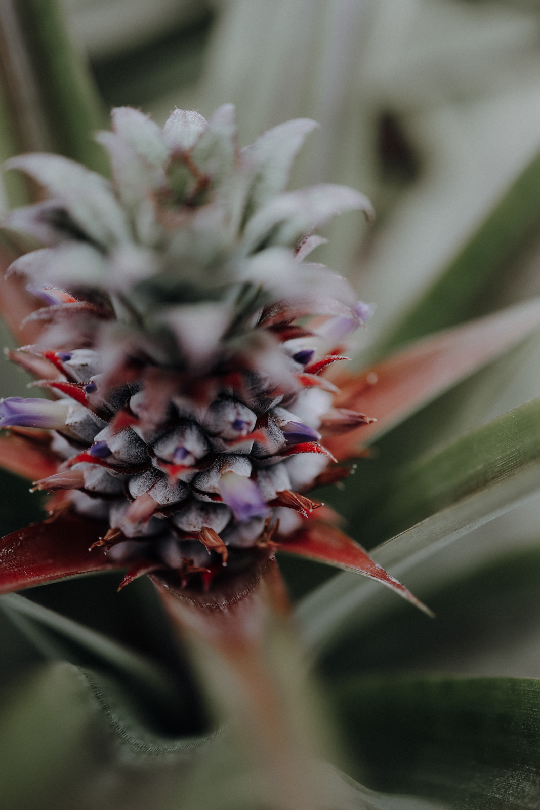 Sao Miguel Azoren Ananasplantage A Arruda