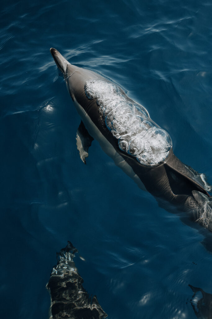 Sao Miguel Whale Watching