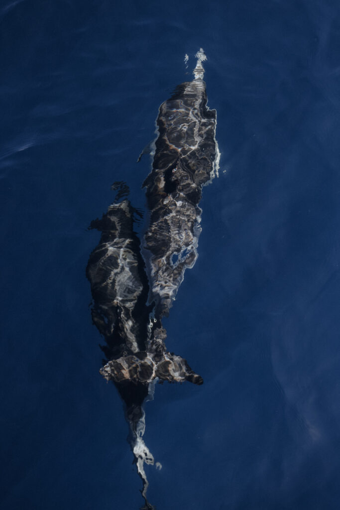 Sao Miguel Whale Watching