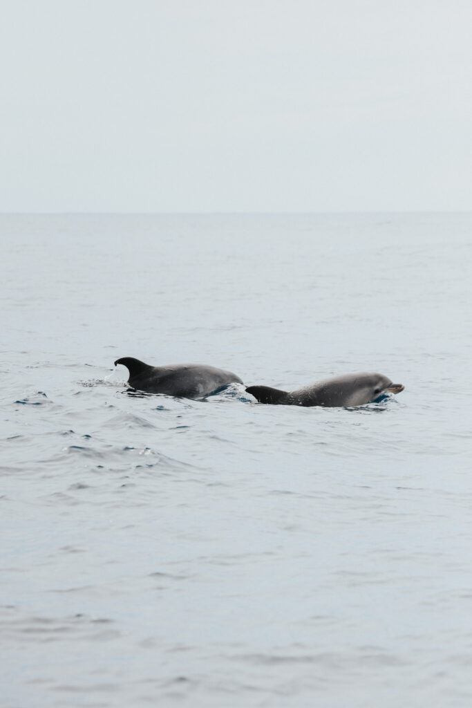Sao Miguel Whale Watching