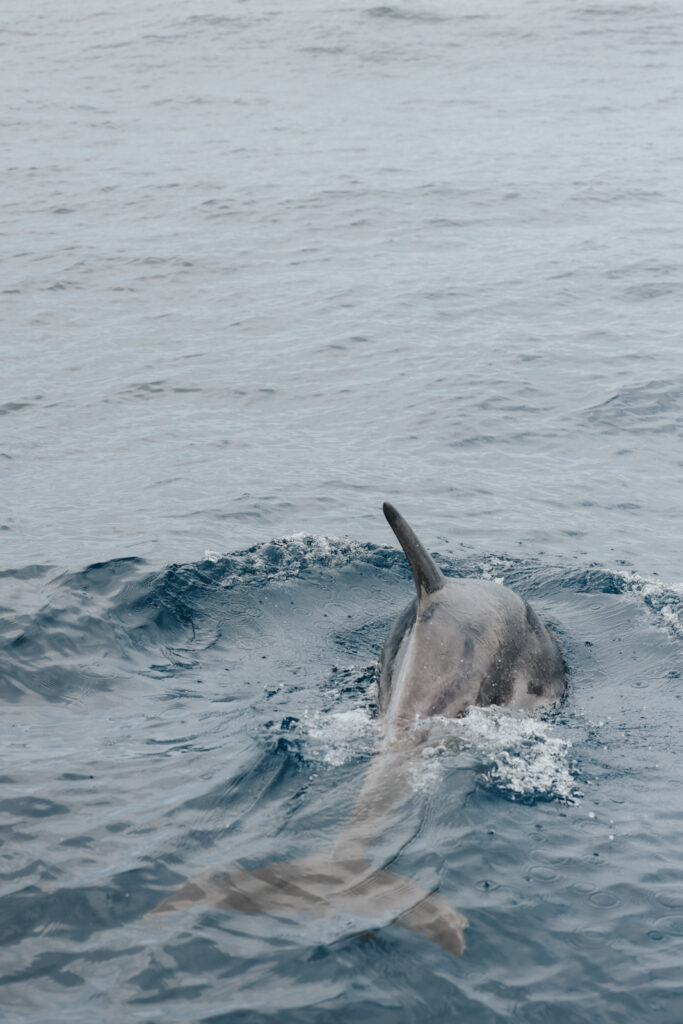 Sao Miguel Whale Watching