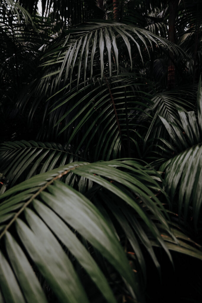 Sao Miguel Azoren Parque Terra Nostra