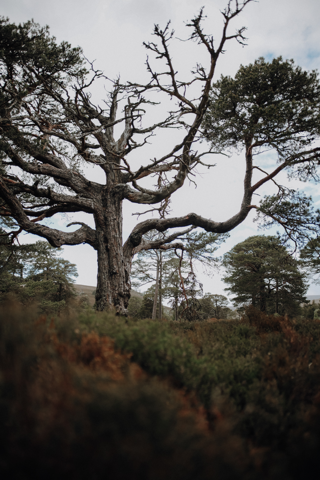 Cairngorms Nationalpark Linn of Dee