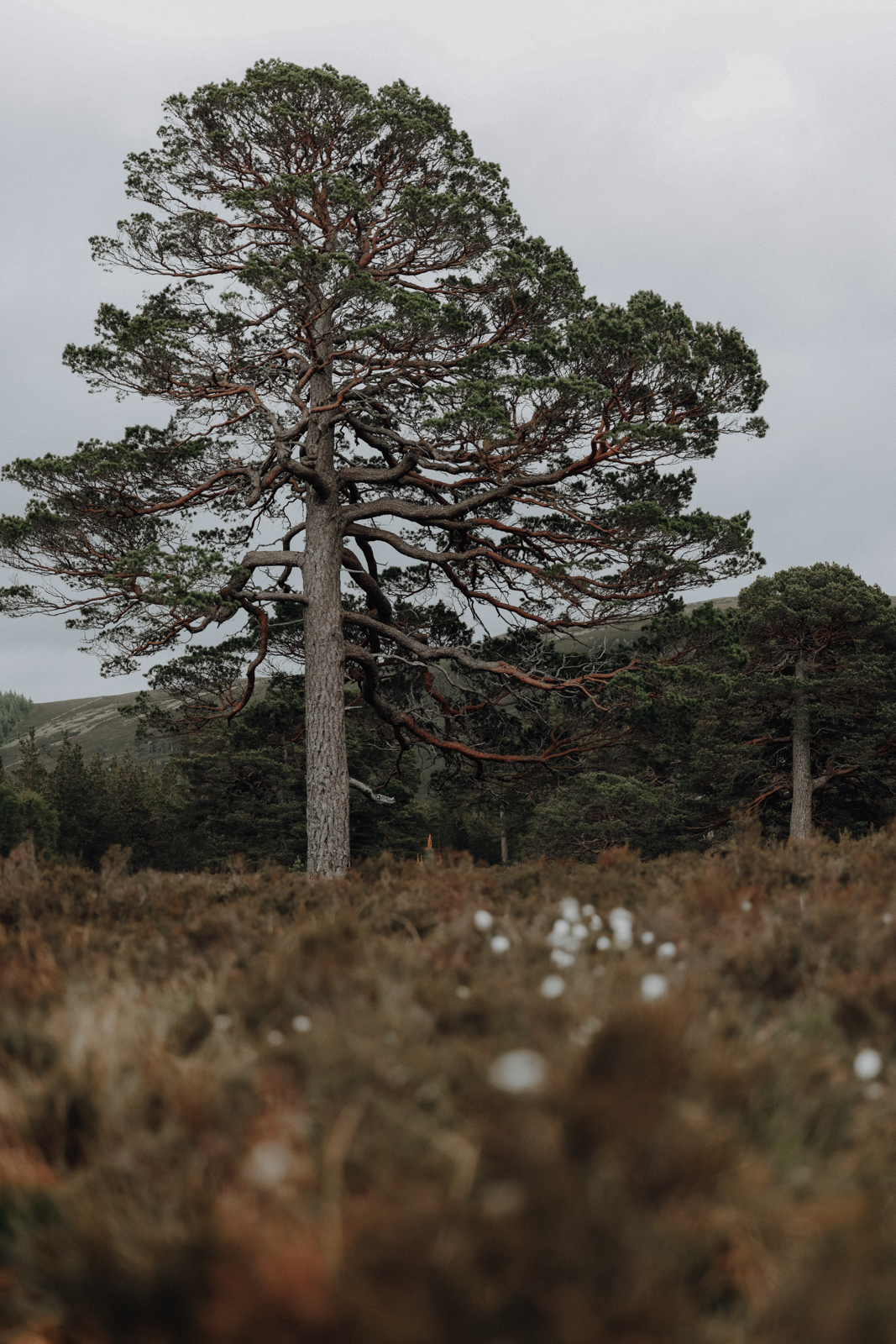 Cairngorms Nationalpark Linn of Dee