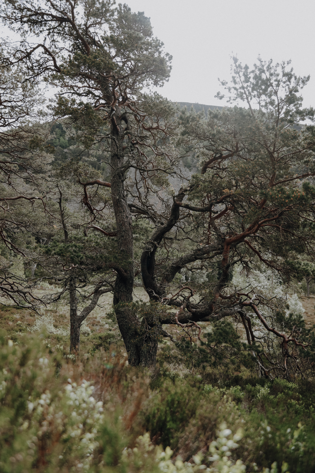 Cairngorms Nationalpark Loch Uaine