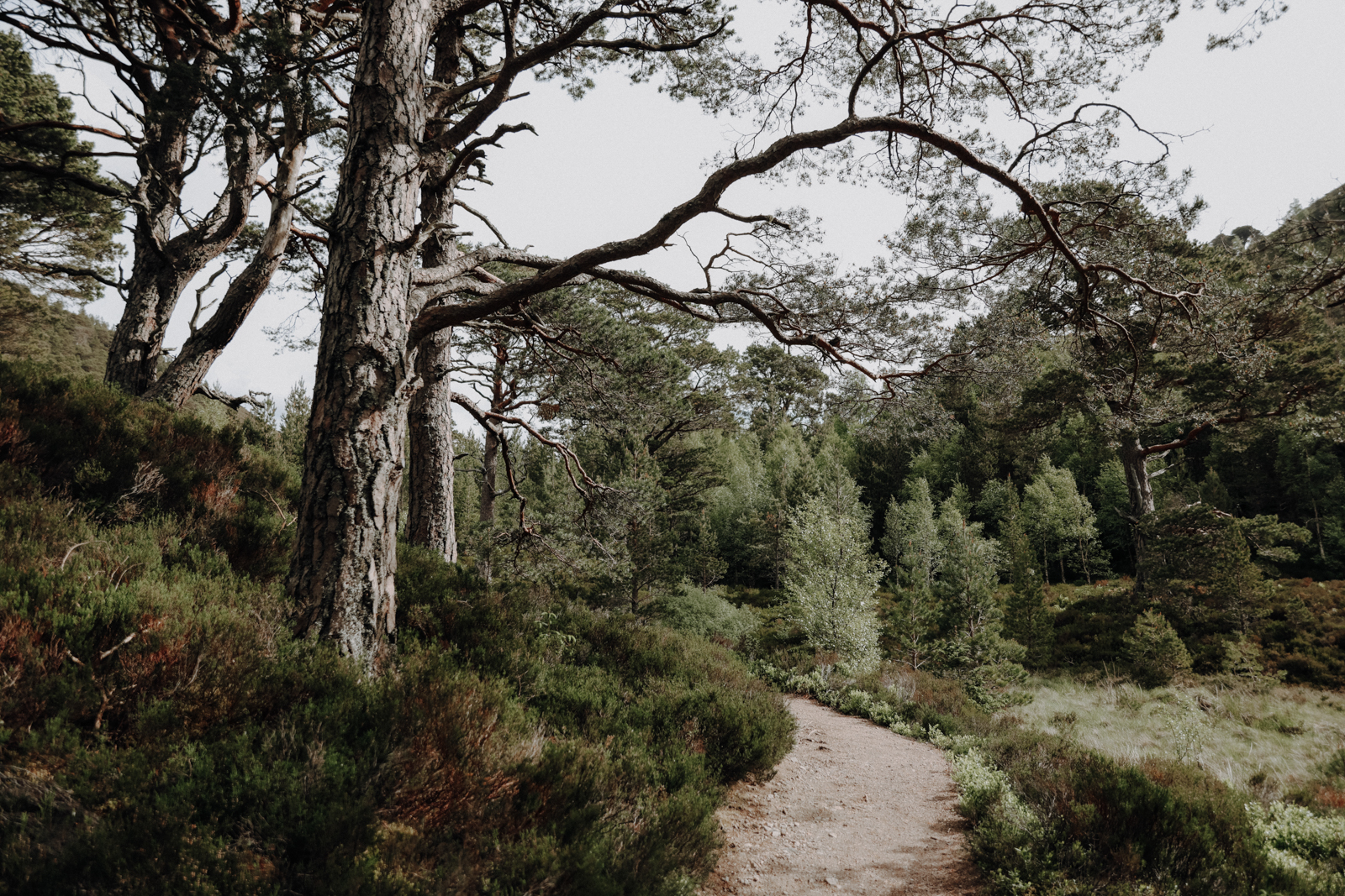 Cairngorms Nationalpark Loch Uaine