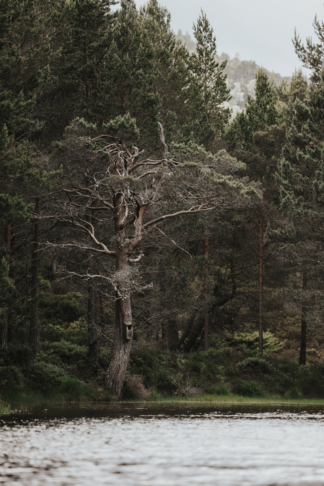 Cairngorms Nationalpark Rothiemurchus Forest