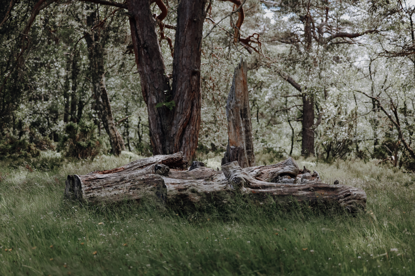 Cairngorms Nationalpark Rothiemurchus Forest