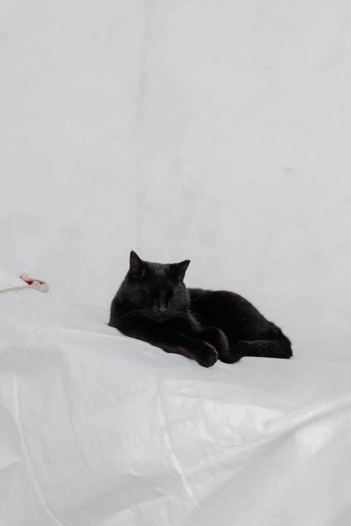 Katzen Hydra