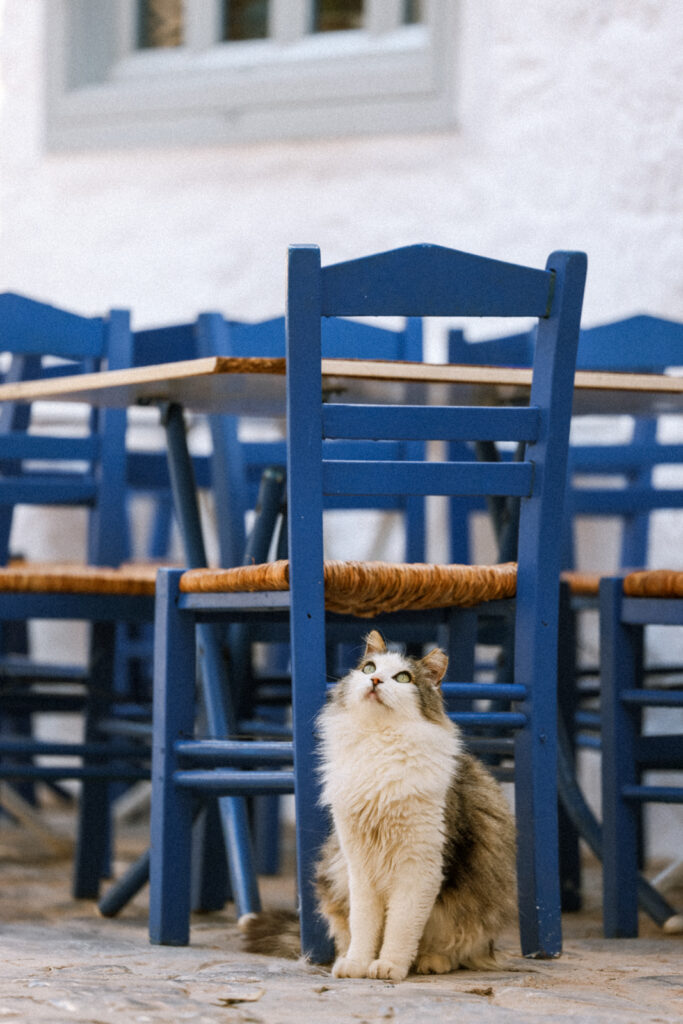 Katzen Hydra