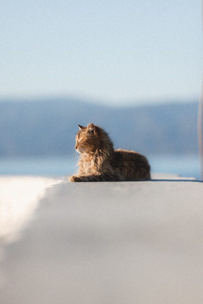 Katzen Hydra