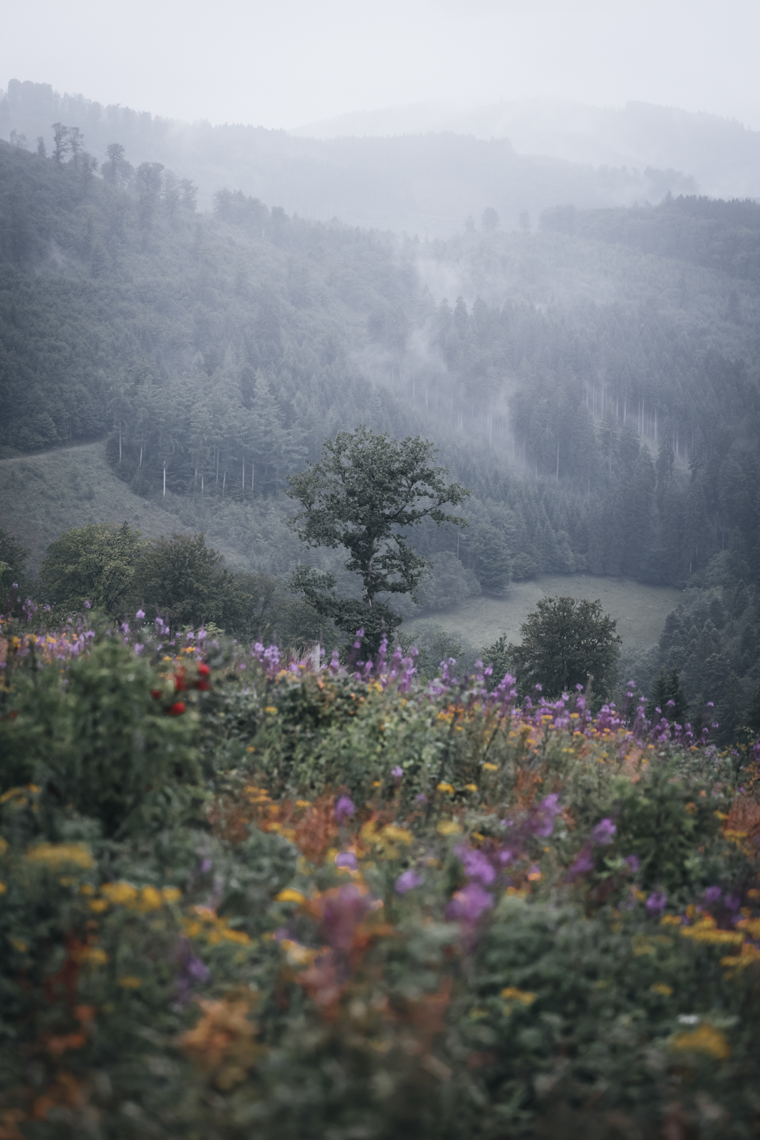Schmallenberger Sauerland Morgenzauber Wanderung Klaus-Peter Kappest