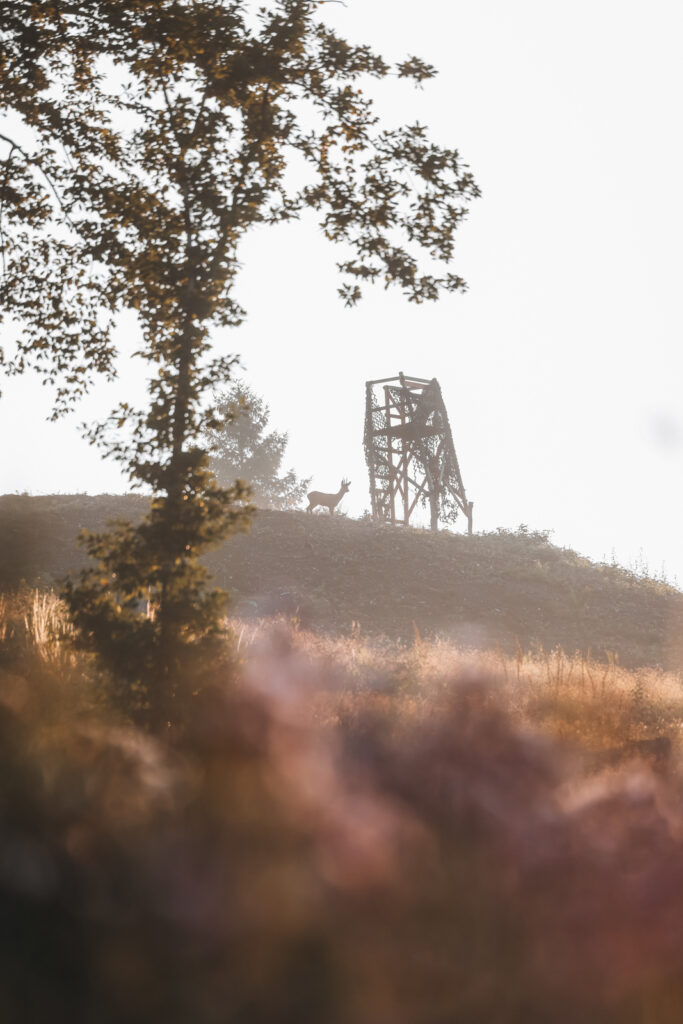 Wandern im Sauerland Veilscheder Sonnenpfad Nordschleife