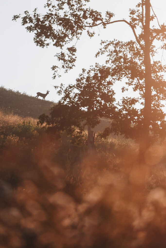 Wandern im Sauerland Veilscheder Sonnenpfad Nordschleife