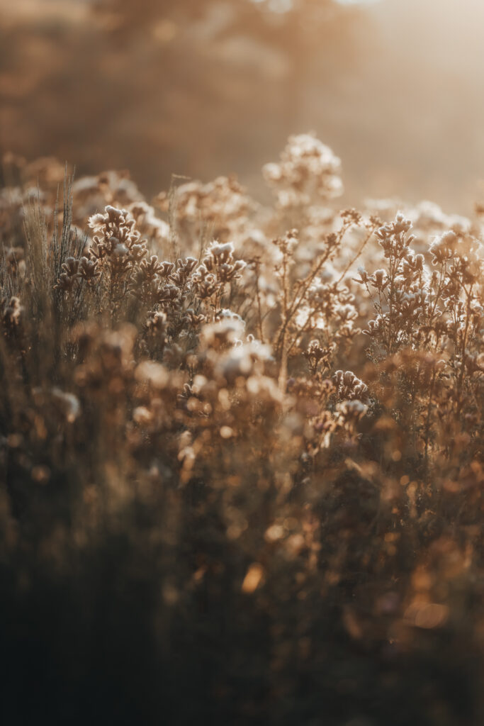 Wandern im Sauerland Veilscheder Sonnenpfad Nordschleife