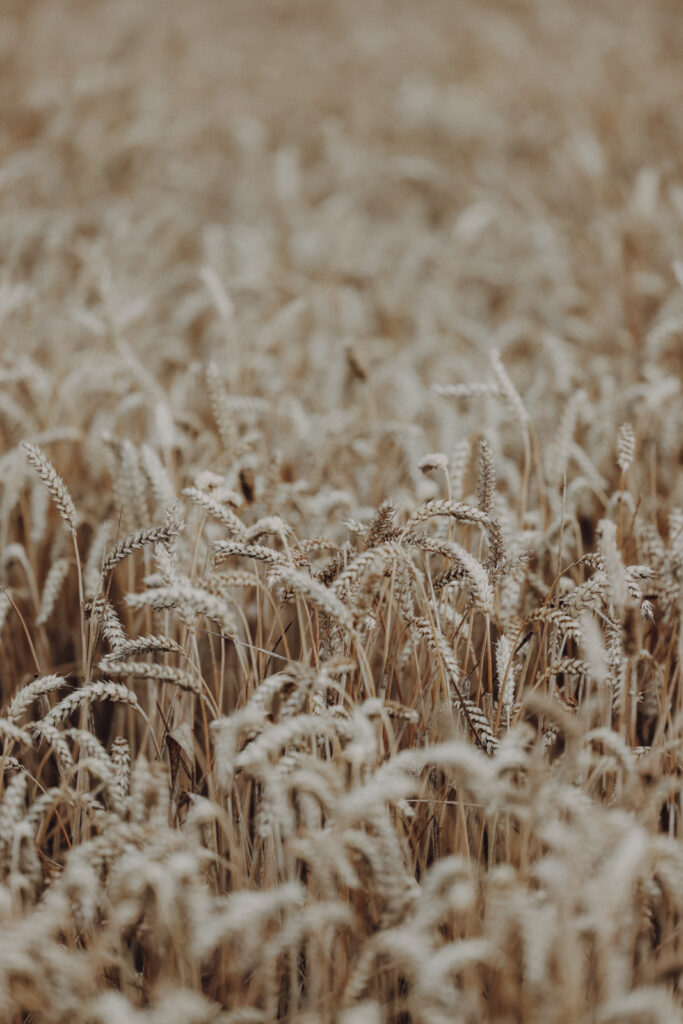 Wandern im Sauerland Weilenscheid Rundwanderung Halberbracht