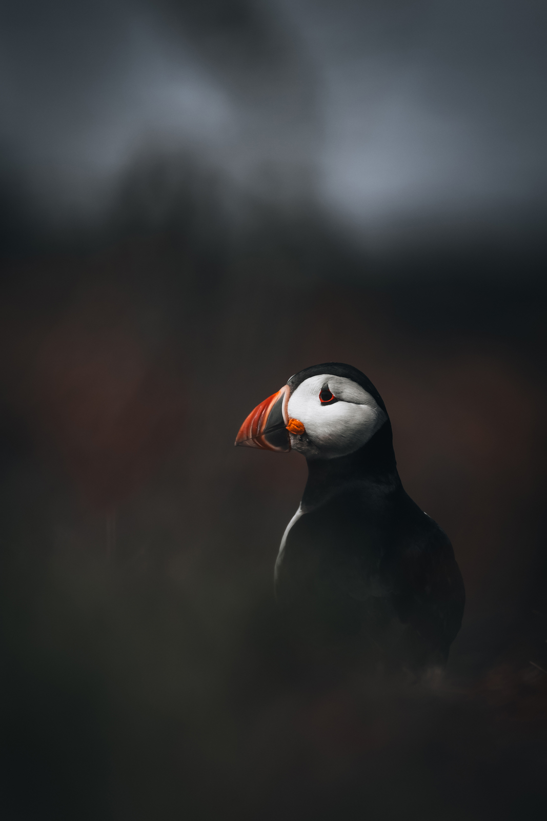 Treshnish Isles Isle of Lunga Puffins