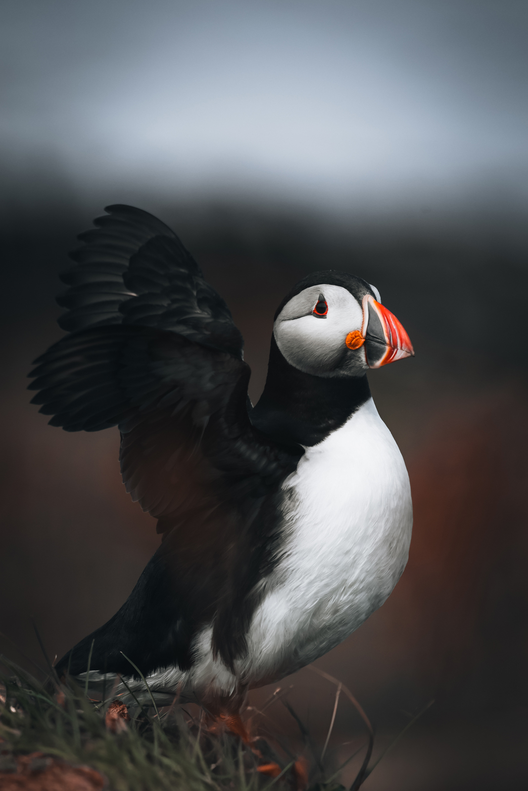 Treshnish Isles Isle of Lunga Puffins