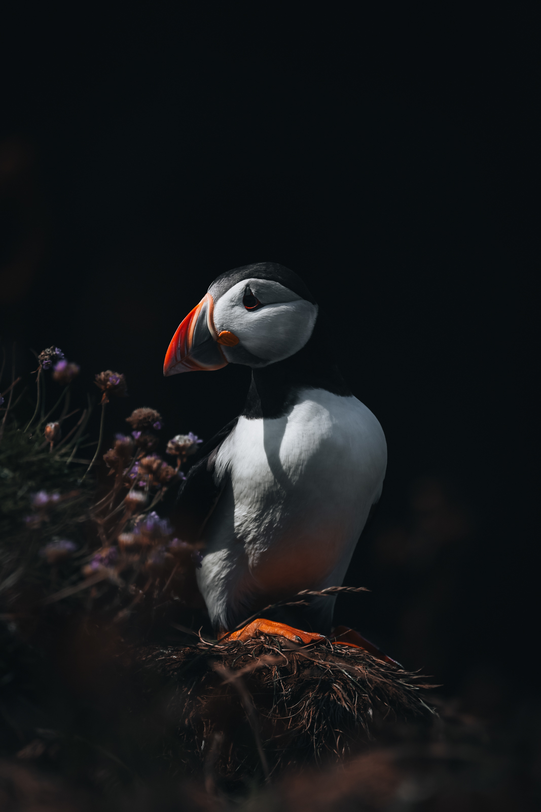 Treshnish Isles Isle of Lunga Puffins