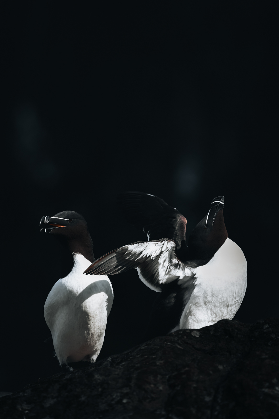 Treshnish Isles Isle of Lunga Puffins