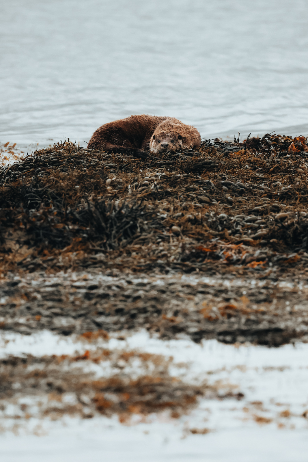Isle of Mull Otter
