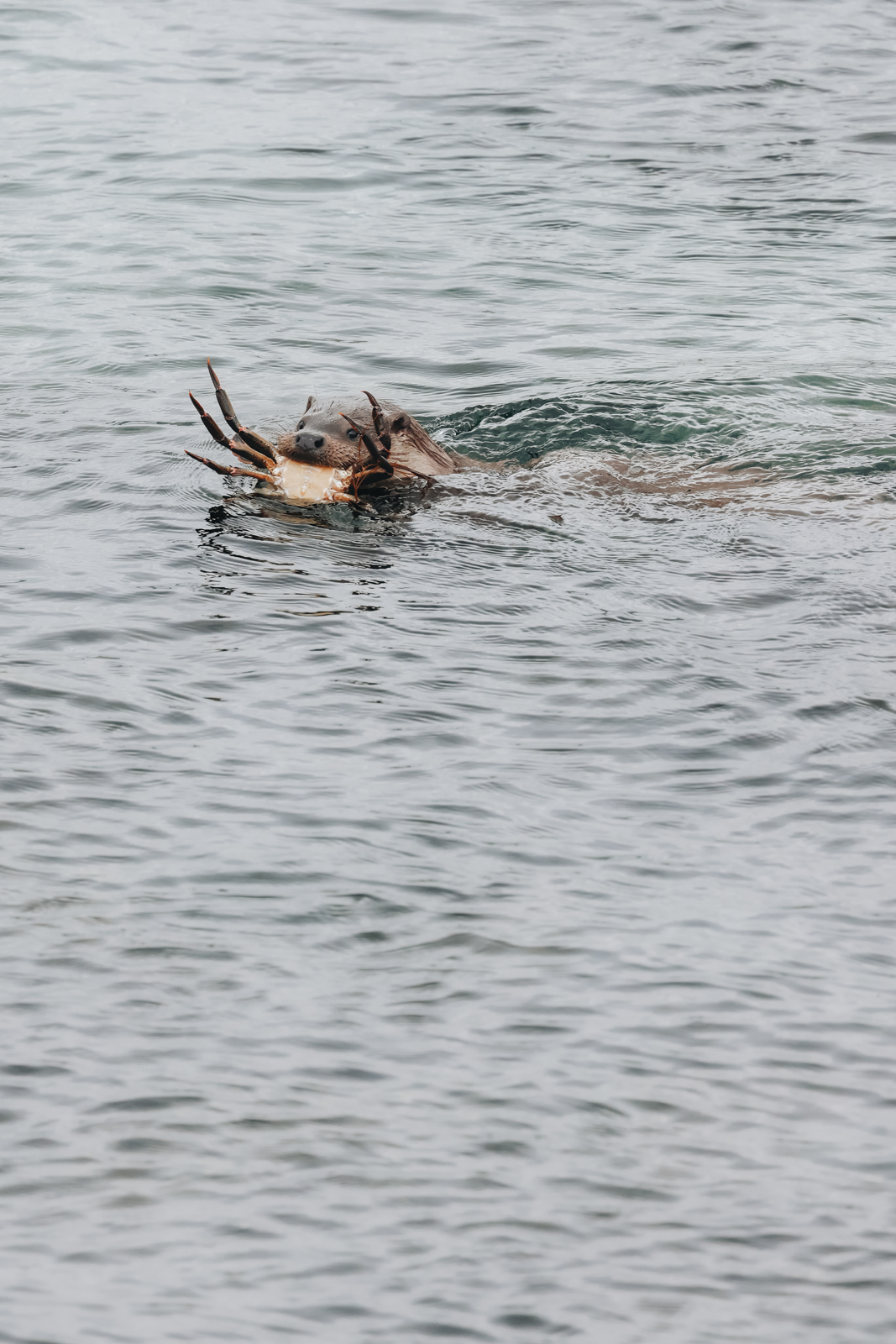 Isle of Mull Otter