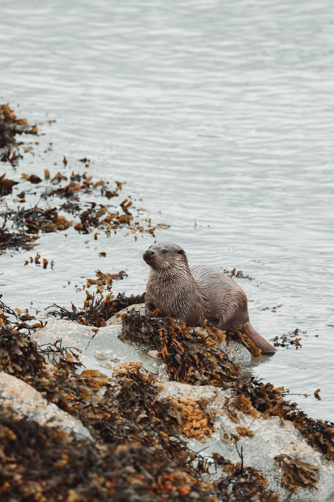 Isle of Mull Otter