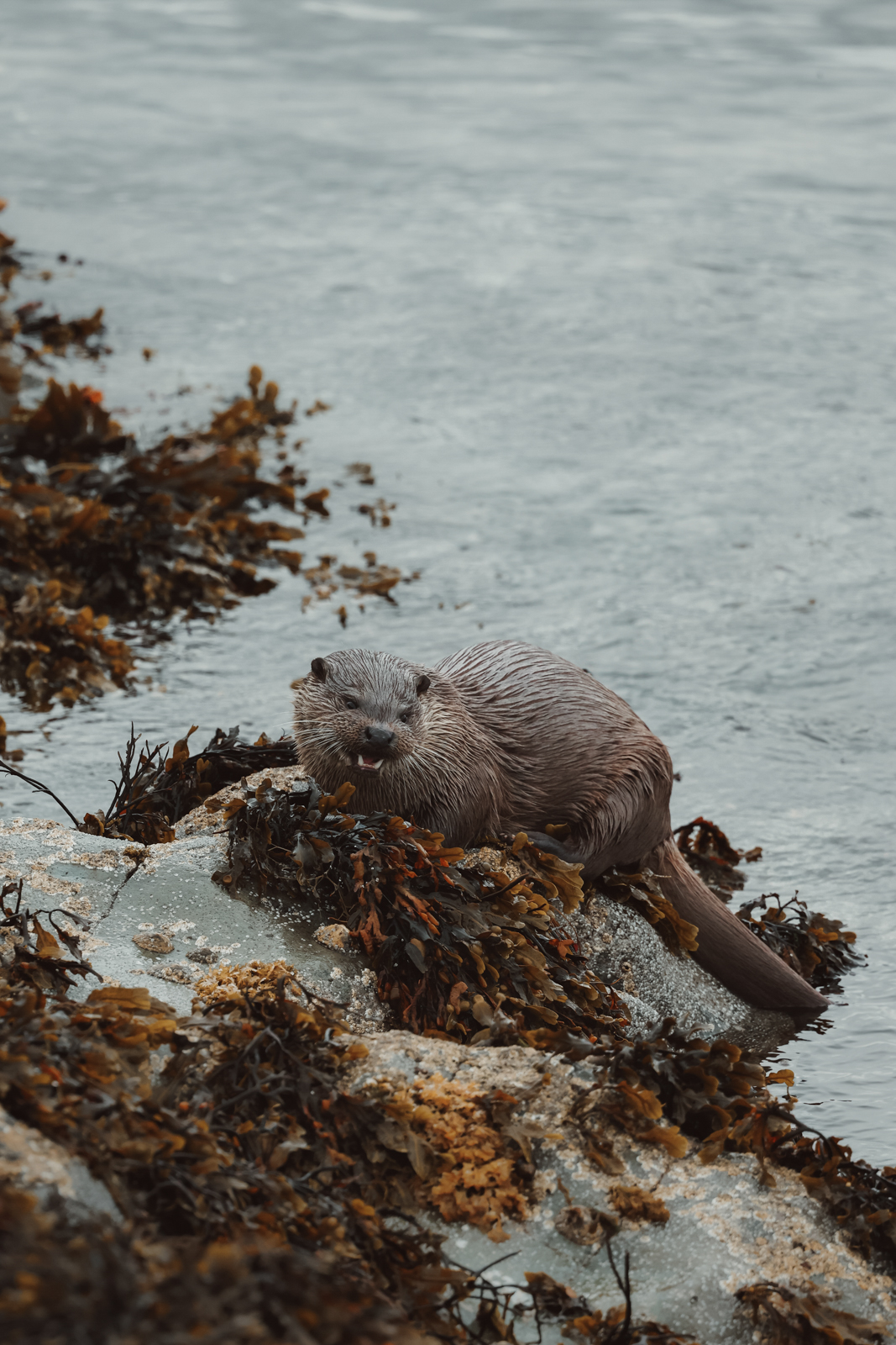 Isle of Mull Otter