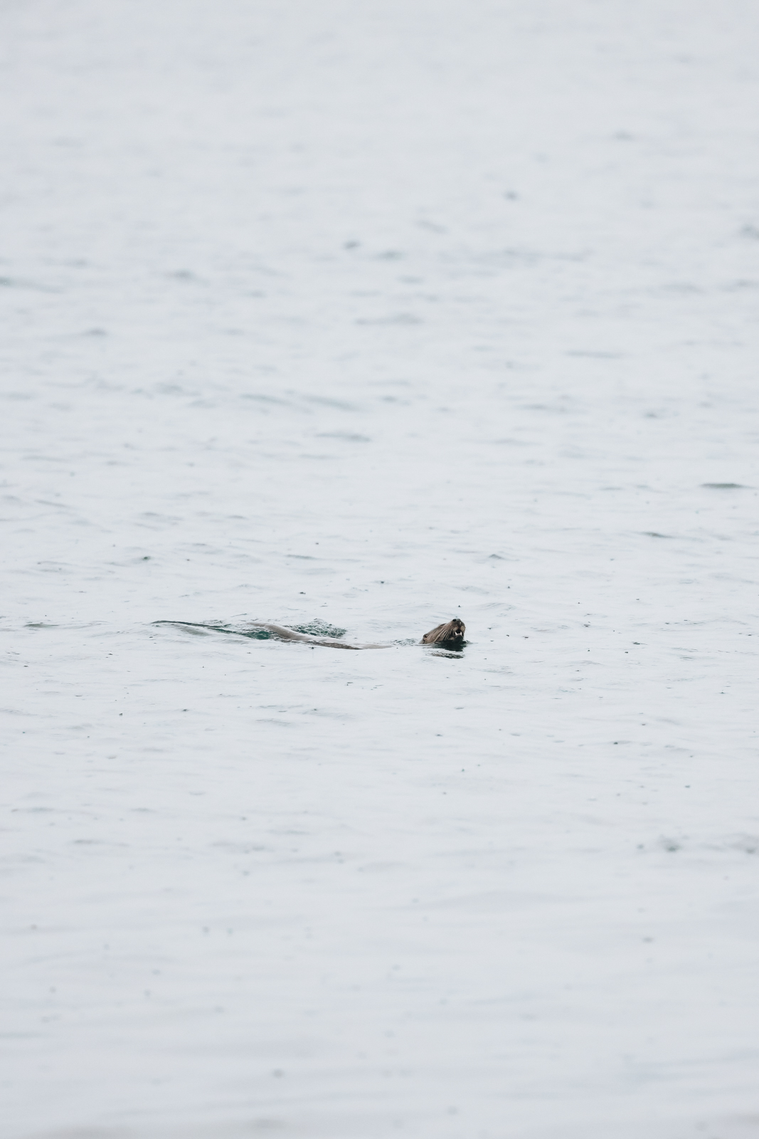 Isle of Mull Otter