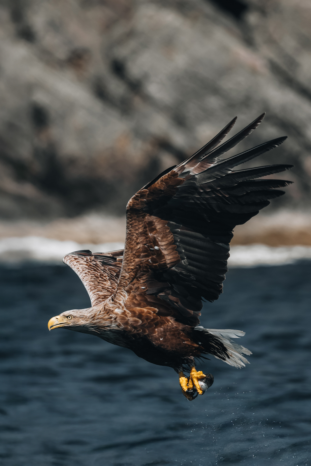 Isle of Mull Seeadler