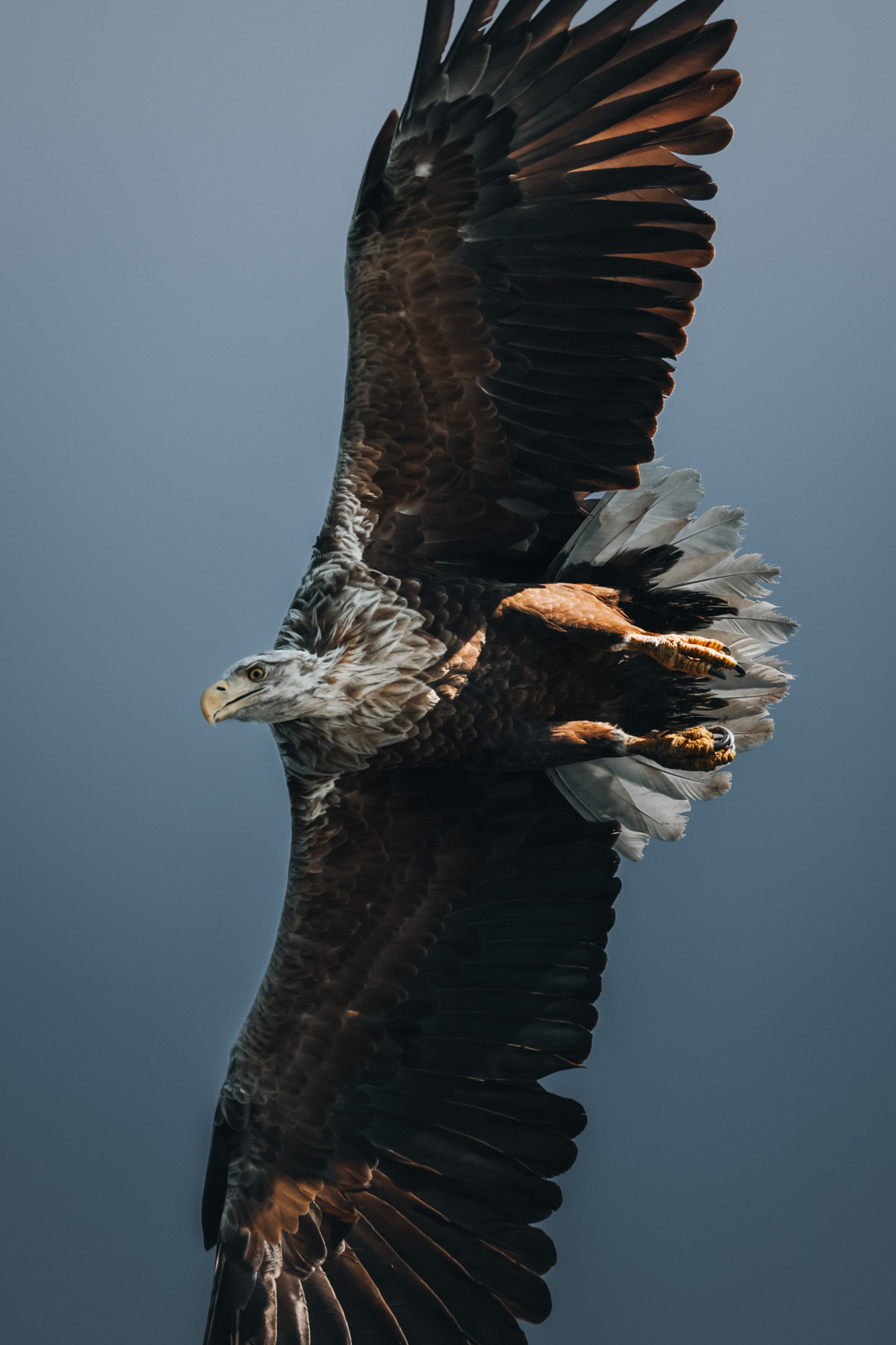 Isle of Mull Seeadler
