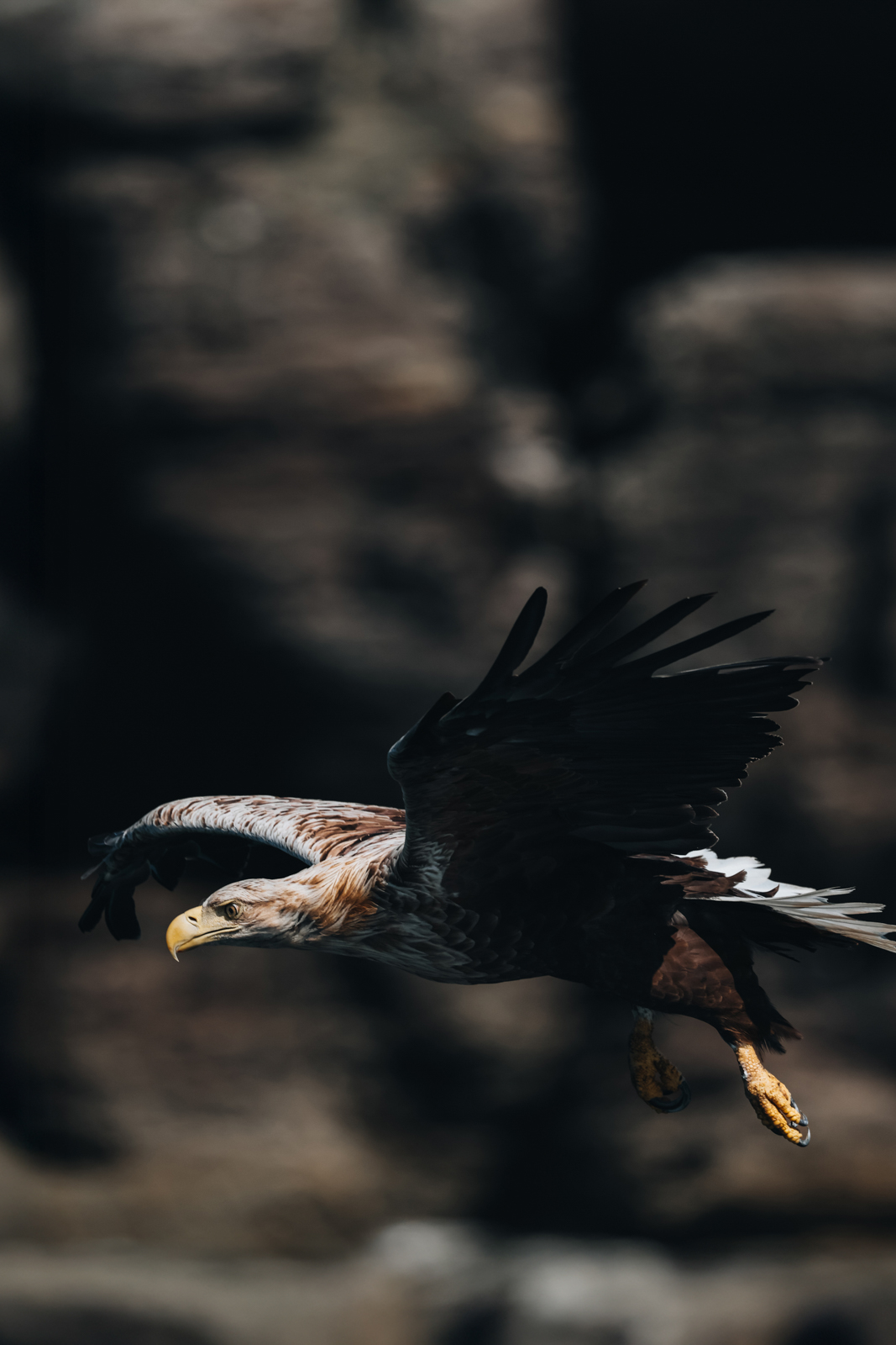 Isle of Mull Seeadler