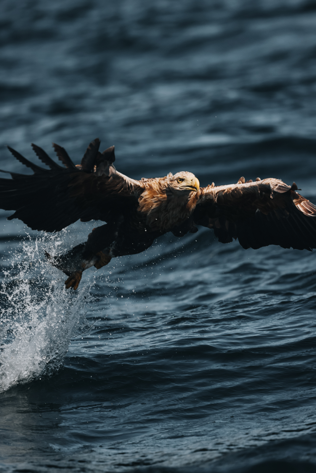 Isle of Mull Seeadler